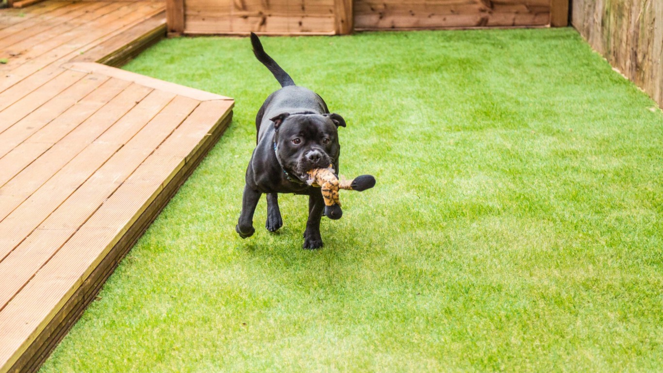 Pet-safe dog turf system with advanced drainage in Chico, CA